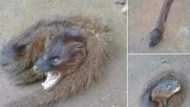 එක් අයෙකු විසින් සිය ෆේස්බුක් පිටුවේ පළ කර තිබූ ඉහත කී ඡායාරූප පෙළ හුවමාරු වී (Share) තිබූ වාර ගණන විසි පන්දහසකට අධිකය