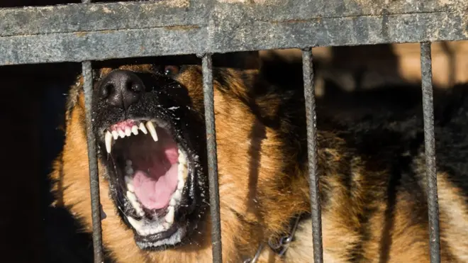 Собака во время тренировки