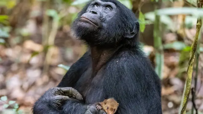 Bonobo sosteniendo una mangosta