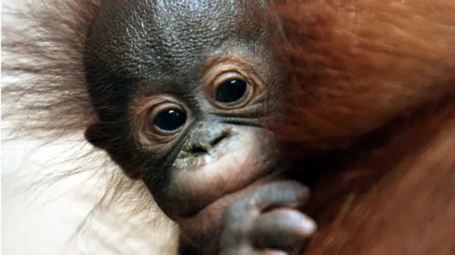 Orangutan banyak diburu untuk dijadikan hewan peliharaan.