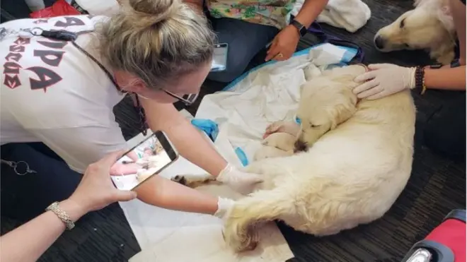 Medicinski tim aerodroma pomogao je Eli da na svet donese mlade