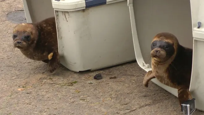 Обычно нерпы охотно уходят на свободу после реабилитации