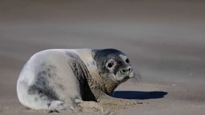 Тюлени возвращаются на Опаловый берег