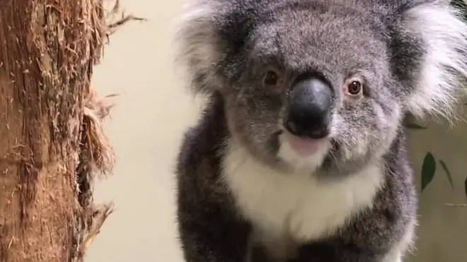 الكوالا الأسترالية تبدأ حياة جديدة في نصف الكرة الشمالي