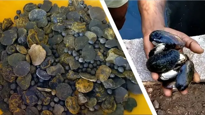 ముత్యాలు పండిస్తున్న రైతు