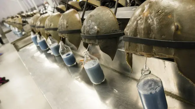 ల్యాబ్ లో హార్స్ షూ పీతల రక్తం సేకరణ