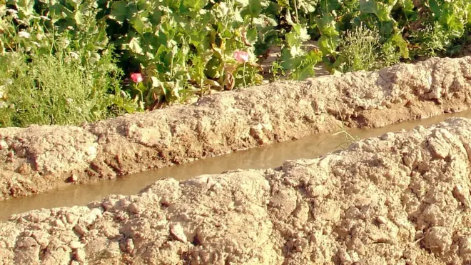 د اوبو د ویش پر سر د وژل شویو کسانو رسمي شمېرې نه شته، خو د افغانستان له بېلا بېلو ولایتونو په دې اړه ریپوټونه خپاره شوي.