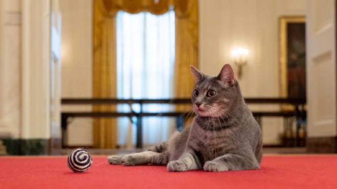 Willow, the White House's newest resident, in a photo shared online by Jill Biden