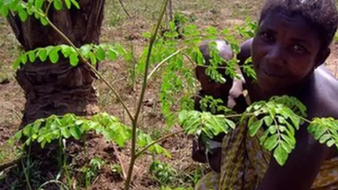 Comment consommer du Moringa peut nous aider à rester en bonne santé et à sauver la planète.