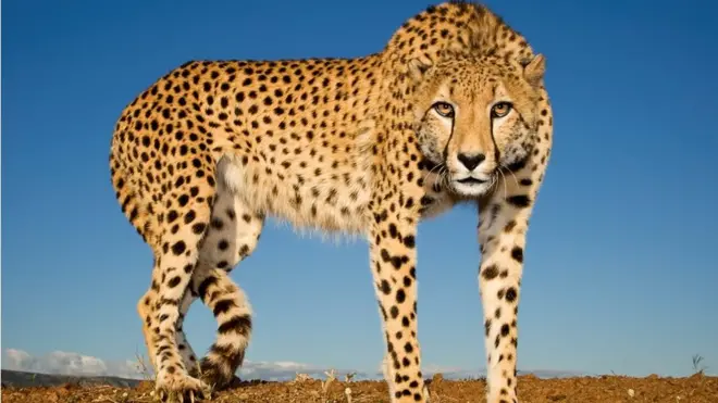 The cheetah is a 'fragile' animal and is targeted by hyenas, leopards and lions