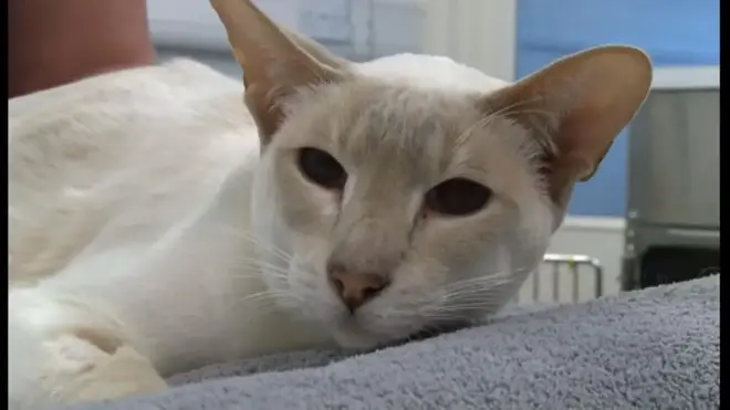 小包に8日間……送られてしまった猫