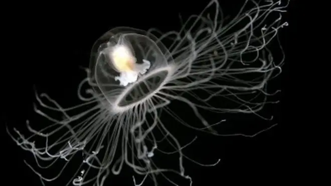 टुर्रीटोप्सिस डोहर्नी जेलीफिश