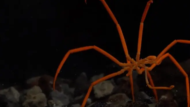 Обитетели антарктического океана.