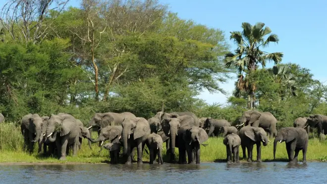 Kawanan gajah di Taman Nasional Liwonde di Malawi.