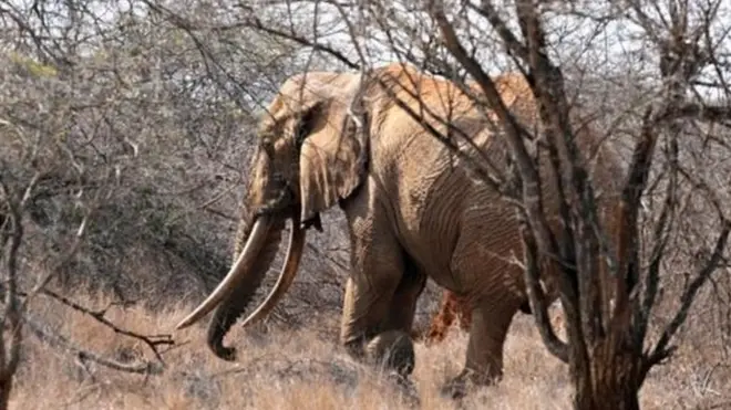 ستاؤ ٹو سے قبل ایسے ہی غیر معمولی طور پر لمبے دانتوں والے ہاتھی ستاؤ ون کو سنہ 2014 میں غیر قانونی شکار کے دوران ہلاک کیا گیا تھا