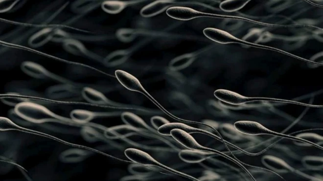 สเปิร์ม