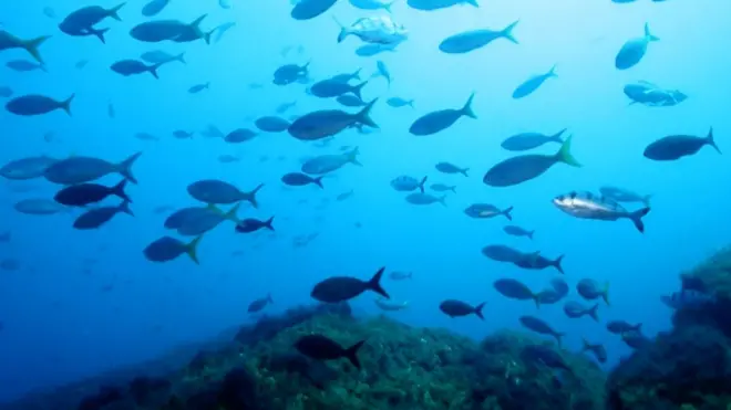 নির্বিচারে সামুদ্রিক মাছ শিকার এবং অনিয়ন্ত্রিত ও অবৈধ মাছ ধরা বন্ধ না হলে ভবিষ্যতে বঙ্গোপসাগর মৎসশূণ্য হয়ে যেতে পারে বলে আশঙ্কা প্রকাশ করেছেন