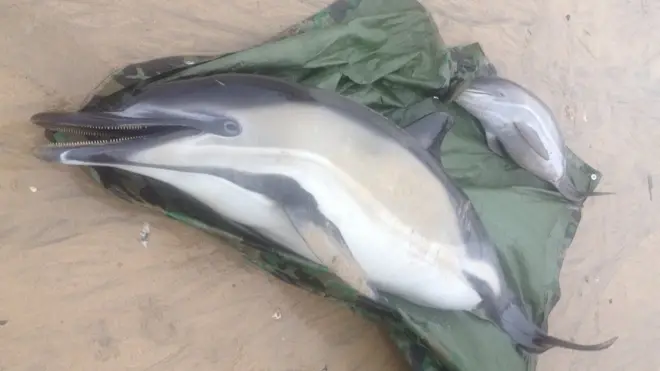 Two females and a calf - which was just weeks old - died on the beach.