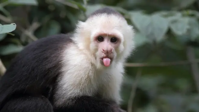 Neke emocije ipak nisu svojstvene samo ljudima