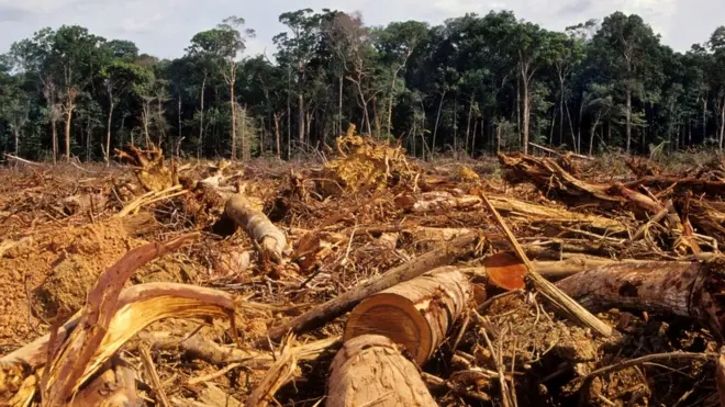 árvores cortadas na Amazônia