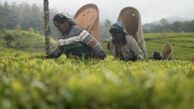 Tea pickers