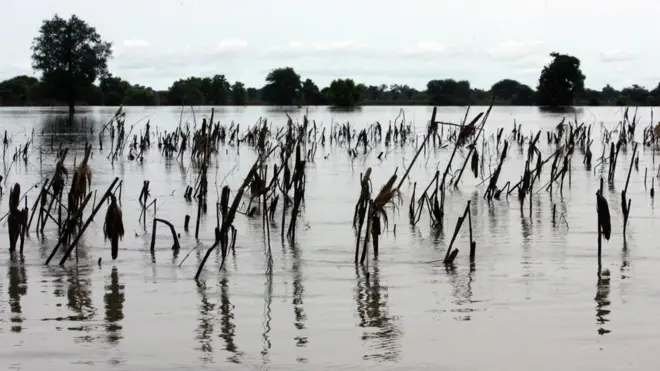 Maize farm wey flood for September 2007 because of White Volta river