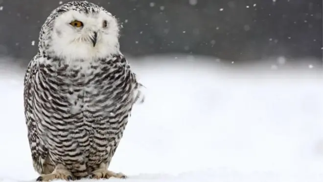 هناك اتجاه شائع يتضمن إطلاق أسماء الطيور الجارحة على أدوات التجسس التي تستخدمها المخابرات الأمريكية