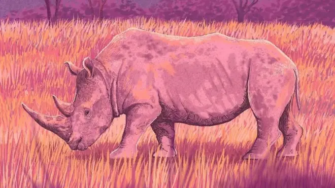 کرگدن سفید شمالی