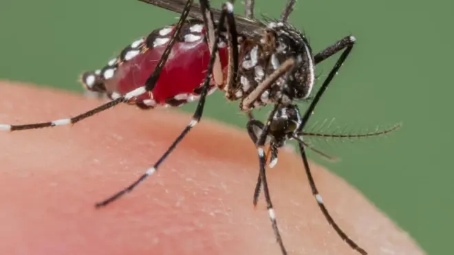 O combate ao Aedes aegypti, mosquito que carrega os vírus da zika, dengue, chikungunya e febre amarela, é um desafio mundial