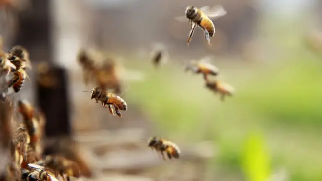 A queda no númerojogo que paga com pixinsetos preocupa porque foi identificadajogo que paga com pixreservas naturais da Alemanha, onde as epécies deveriam estar protegidas