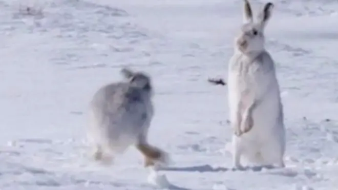 토끼의 '사랑 싸움'