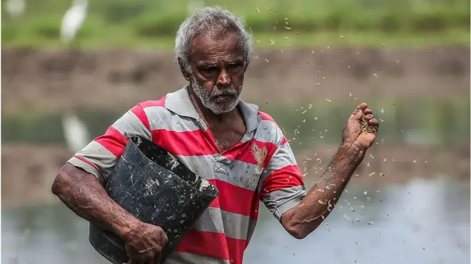 ඖෂධීය වටිනාකම විද්‍යාත්මකව තහවුරු කළ දේශීය සහල් වර්ග හතර
