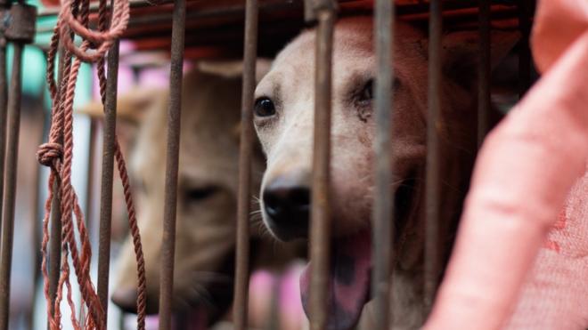中国媒体说，多了狗只被猎杀的案件，但并没有具体数字，也不知道有多普遍。