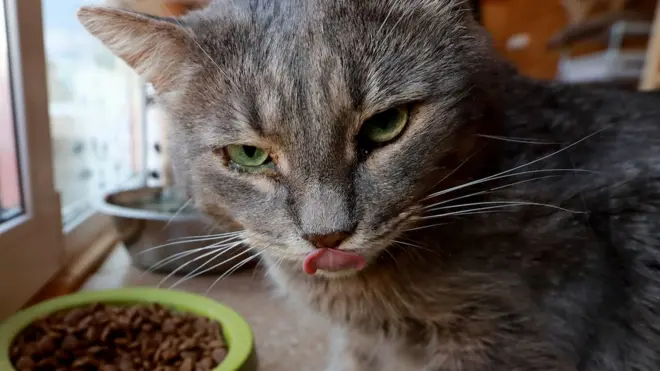 Кошка и корм