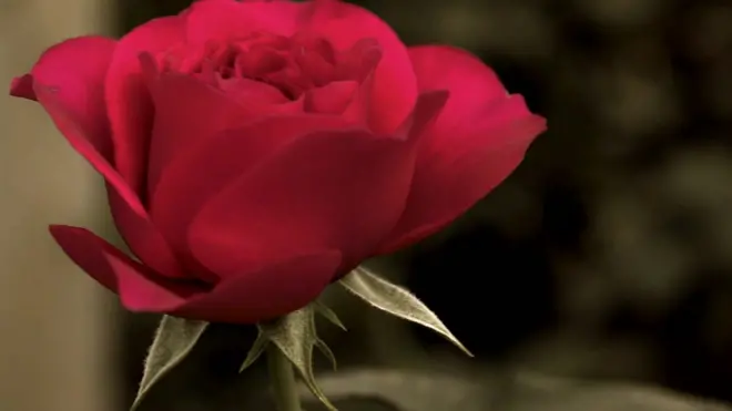 хто продає квіти