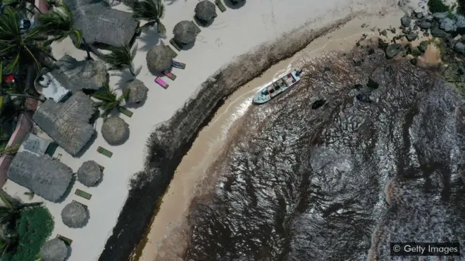 The shore of a tourist resort in Mexico turns black with seaweed