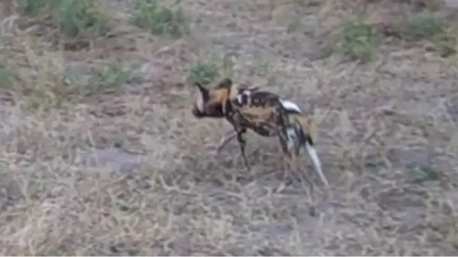 Собача демократія: чому чхають африканські дикі собаки?‎