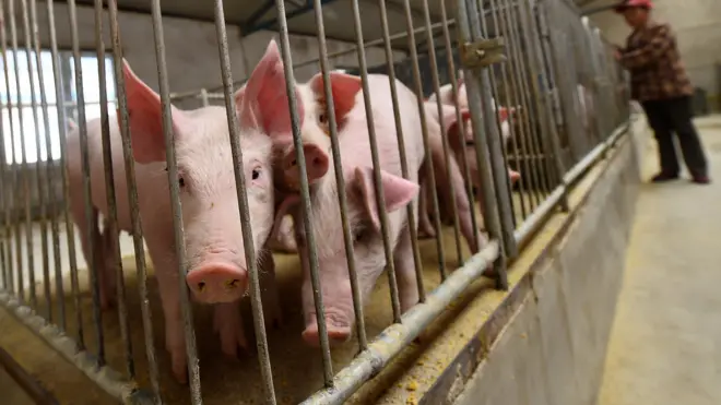 山西朔州一大型養豬場內的幼豬（中新社資料圖片）