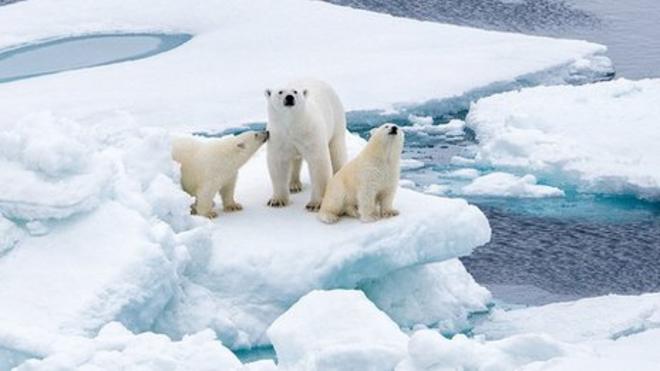 Climate change: Polar bears could be lost by 2100