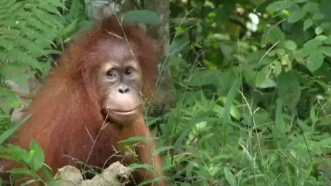ลูกอุรังอุตัง