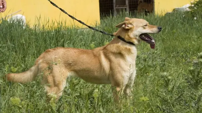 Собака Танька, яку, як стверджують активісти, приспали