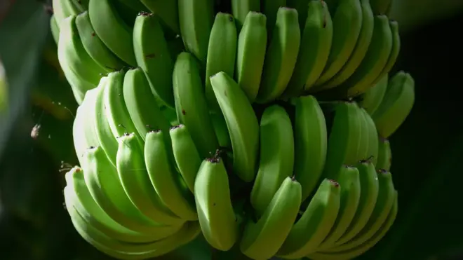 La refrigeración permitió que se exporten bananas a todo el mundo.