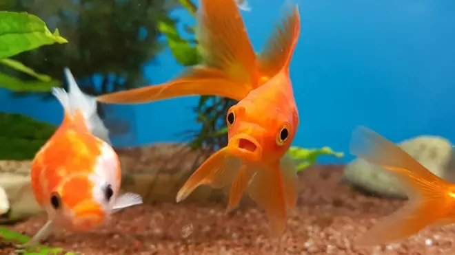 Goldfish in tank