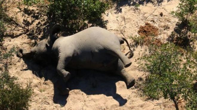 (警告：有些圖片可能會令一些讀者感到不安), 博茨瓦納死亡的大象