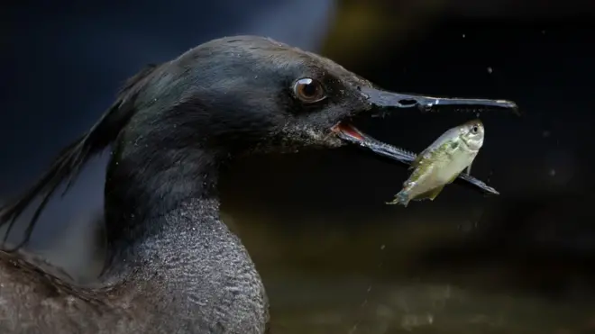 O pato-mergulhão se alimenta com pequenos peixescaça niquel dinheiro realáguas limpas