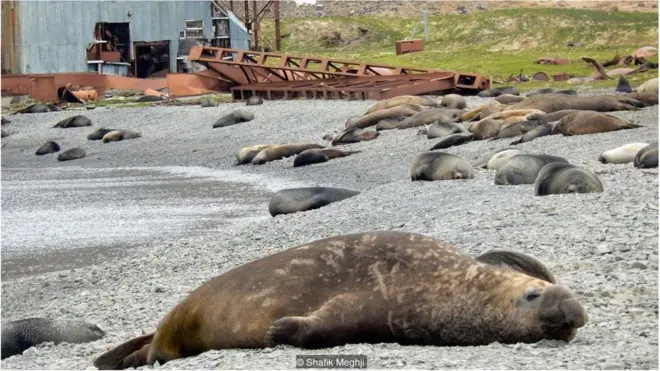इंसानी बस्ती से 1400KM दूर व्हेलों का जहान