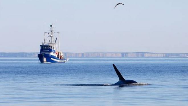 Uma das espécies animais mais ameaçadas do mundo: orca residente do sul nada no litoral da ilha San Juan, no Estado de Washington (Estados Unidos)