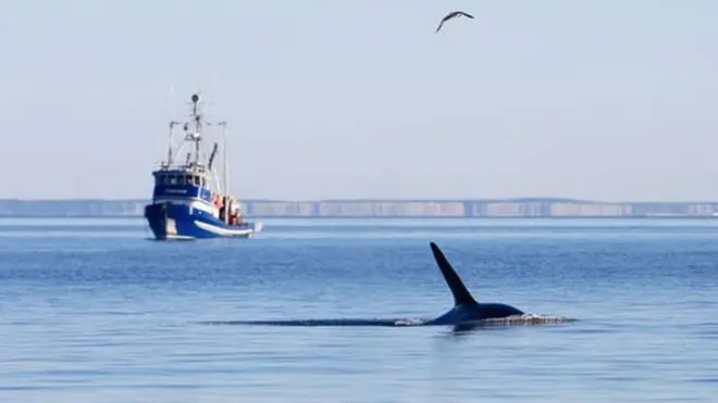 Uma das espécies animais mais ameaçadas do mundo: orca residente do sul nada no litoral da ilha San Juan, no Estadocasinos online legaisWashington (Estados Unidos)