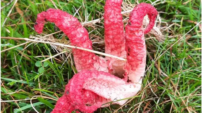 فطر أصابع الشيطان في بيرشر كومون في شروبشاير