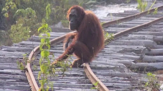 Borneo'nun orangutanlarının yaşadığı orman alanları çok büyük bir hızla yok oluyor